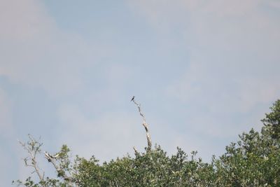 olive-sided flycatcher BRD2204.JPG