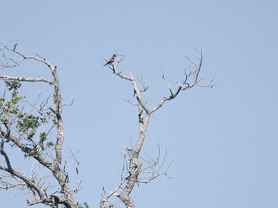 olive-sided flycatcher BRD2279.JPG