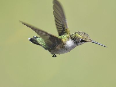 ruby-throated hummingbird BRD2210.JPG