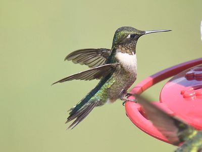 ruby-throated hummingbird BRD2217.JPG