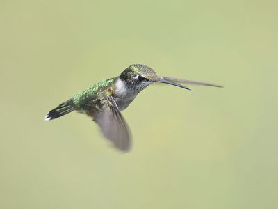 ruby-throated hummingbird BRD2227.JPG