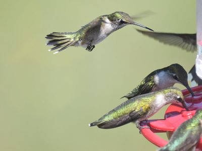 ruby-throated hummingbird BRD2233.JPG