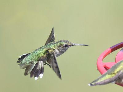 ruby-throated hummingbird BRD2243.JPG
