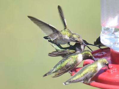 ruby-throated hummingbird BRD2246.JPG