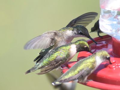 ruby-throated hummingbird BRD2247.JPG
