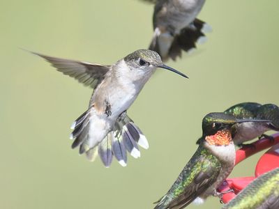 ruby-throated hummingbird BRD2251.JPG