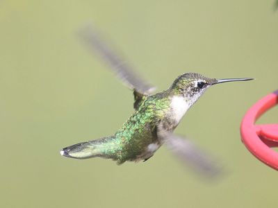 ruby-throated hummingbird BRD2266.JPG
