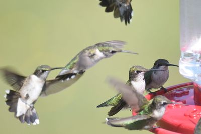 ruby-throated hummingbird BRD2269.JPG