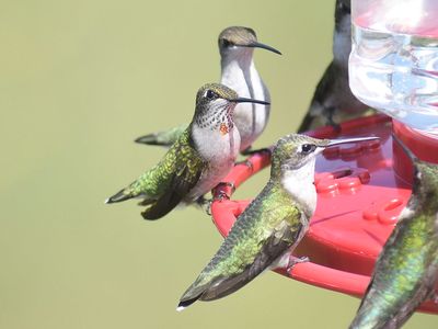 ruby-throated hummingbird BRD2272.JPG