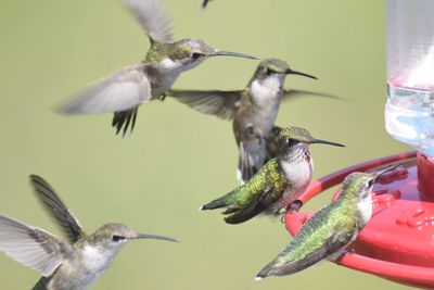ruby-throated hummingbird BRD2275.JPG