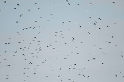 anhinga BRD2095.JPG