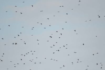 anhinga BRD2097.JPG