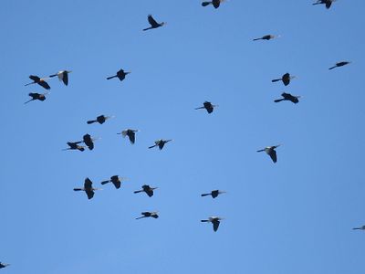 anhinga BRD2107.JPG