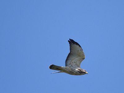 broad-winged hawk BRD2125.JPG