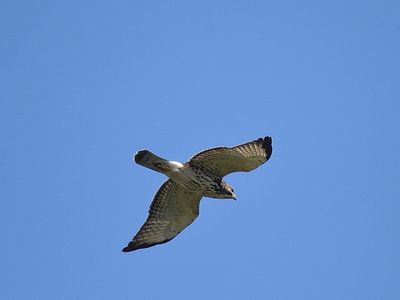 broad-winged hawk BRD2126.JPG