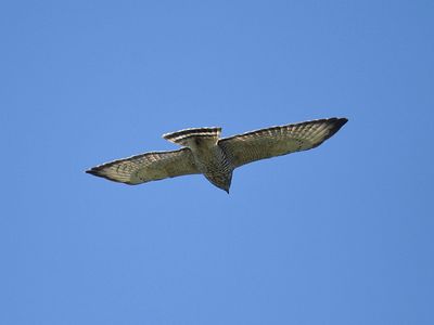 broad-winged hawk BRD2139.JPG