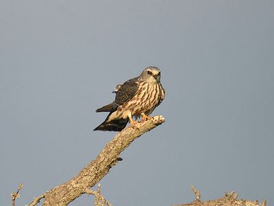 mississippi kite BRD2039.JPG