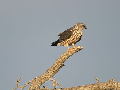 mississippi kite BRD2042.JPG