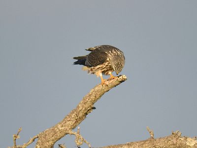 mississippi kite BRD2043.JPG