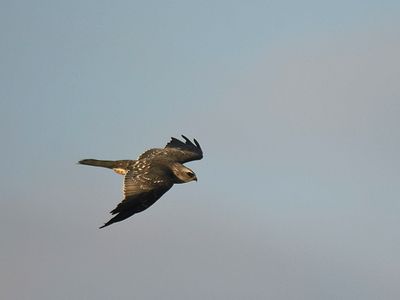 mississippi kite BRD2045.JPG