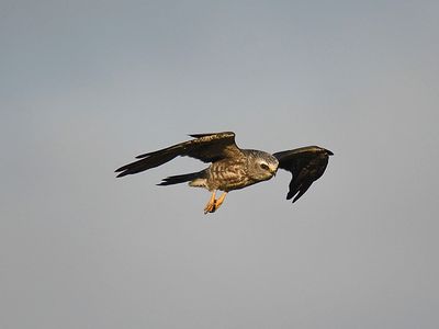 mississippi kite BRD2049.JPG