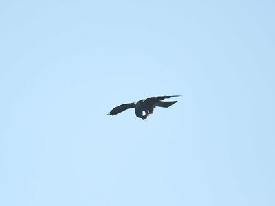 mississippi kite BRD2072.JPG