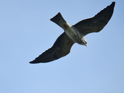 mississippi kite BRD2078.JPG