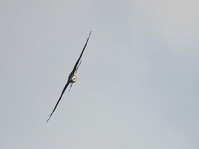 mississippi kite BRD2081.JPG