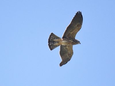 mississippi kite BRD2131.JPG