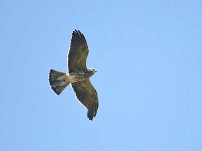 mississippi kite BRD2132.JPG