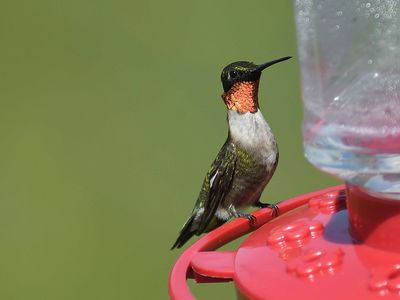 ruby-throated hummingbird BRD2150.JPG