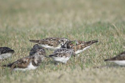 ruddy turnstone BRD2068.JPG