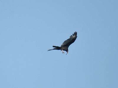 turkey vulture BRD2086.JPG