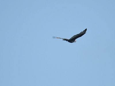 turkey vulture BRD2087.JPG