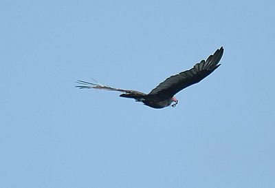turkey vulture BRD2087a.JPG