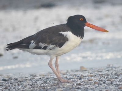 american oystercatcher BRD1822.JPG