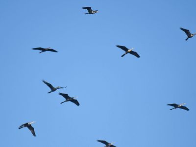 anhinga BRD1873.JPG
