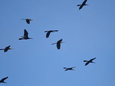 anhinga BRD1877.JPG