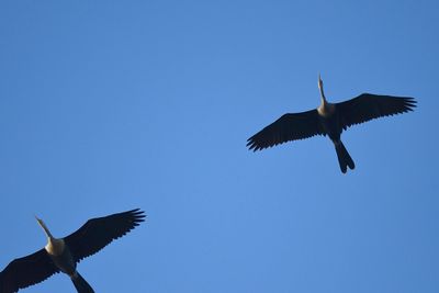 anhinga BRD1881.JPG