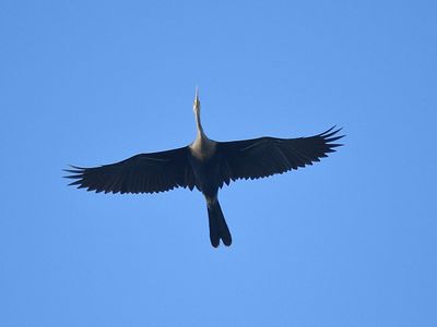 anhinga BRD1882.JPG