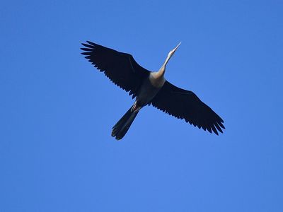 anhinga BRD1885.JPG