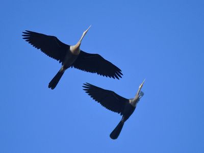 anhinga BRD1886.JPG