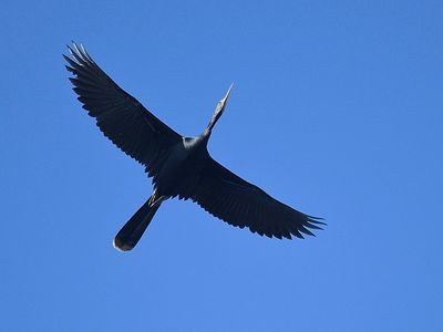 anhinga BRD1889.JPG