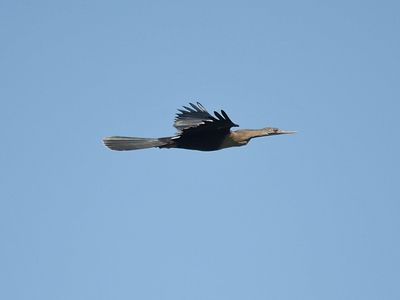 anhinga BRD1980.JPG