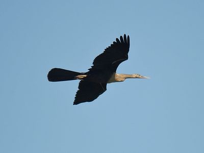 anhinga BRD1982.JPG