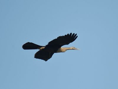 anhinga BRD1983.JPG
