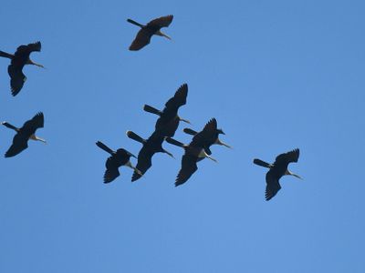 anhinga BRD1991.JPG