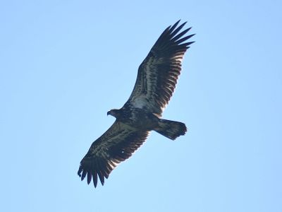 bald eagle BRD1913.JPG