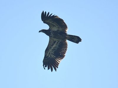 bald eagle BRD1914.JPG
