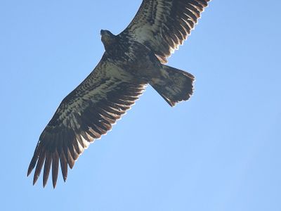 bald eagle BRD1920.JPG